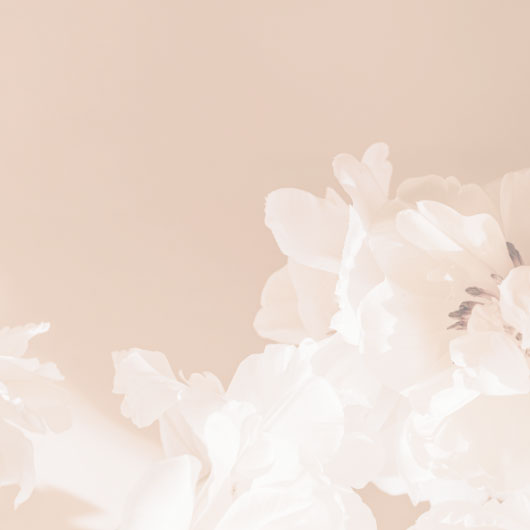light tan background with large white petal flowers in foreground